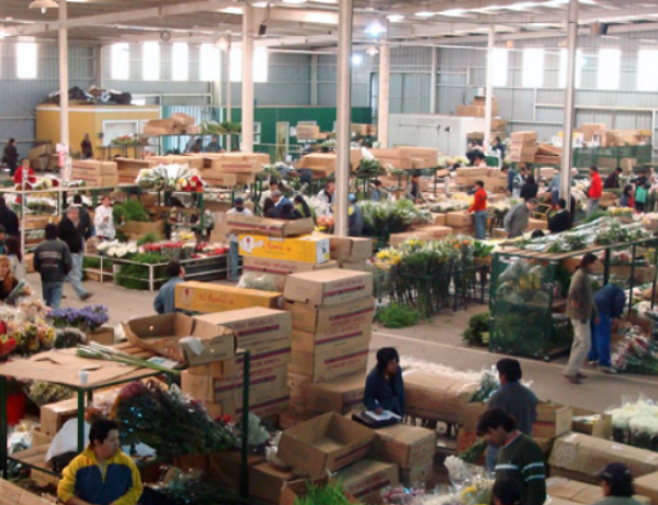 Mercado Mayorista De Flores Y Plantas Essapp